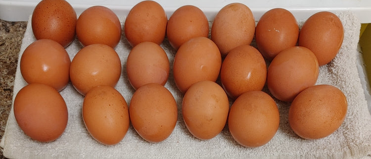 Eggs